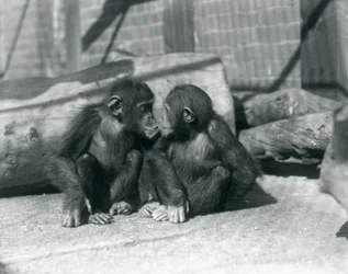 2つの若いチンパンジー、ブーブーとビビ、キス。ロンドン動物園、1927年9月